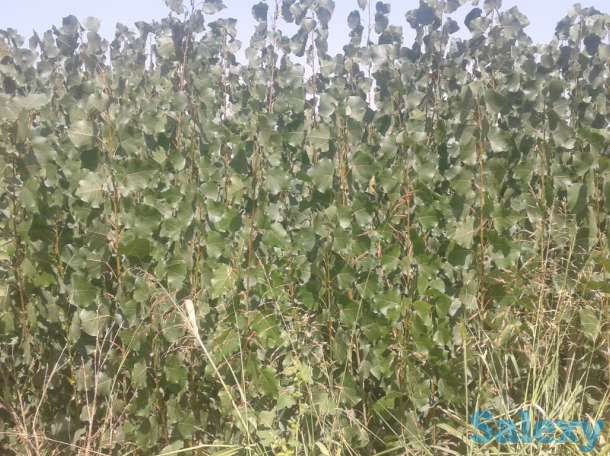 Саженцы тополь обыкновенный, фотография 2