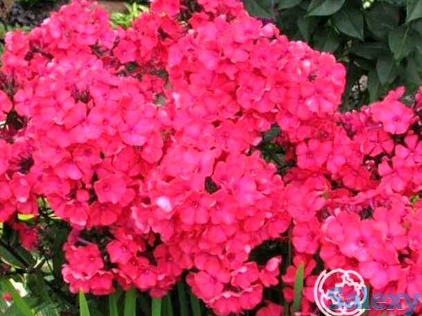 Флокс метельчатый Старфайр, фотография 1