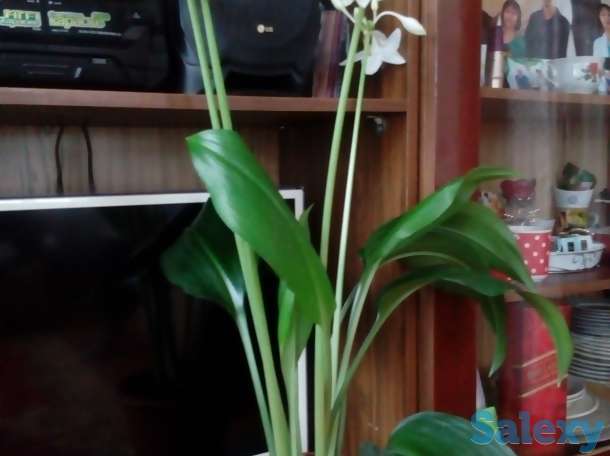 Продаю дом в г,Самара, Самарская обл, Красноярский р-н ПГТ Новосемейкино, фотография 2