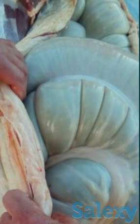 Продаётся мясо конина из Тараза, фотография 2