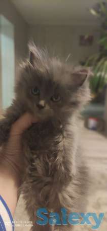 Котята, фотография 7