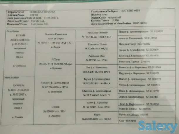 Щенки немецкой овчарки, фотография 7