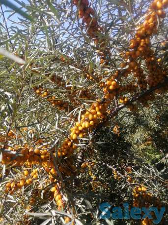 Облепиха местная, фотография 1