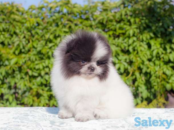 Померанский шпиц белого, патиколорного, мерле окрасов, фотография 4