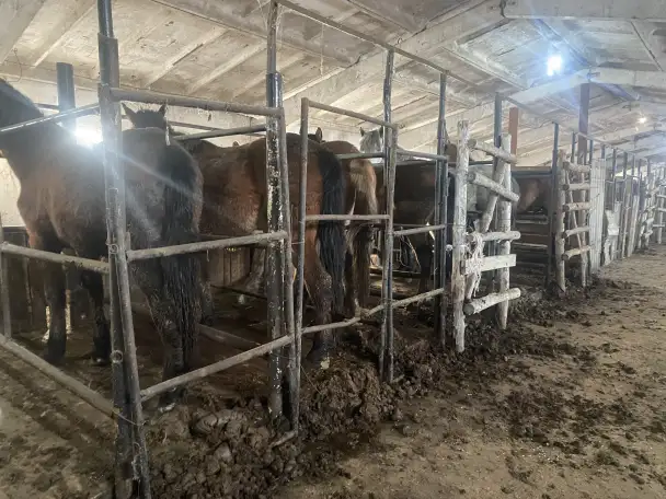 лошади согым, фотография 1