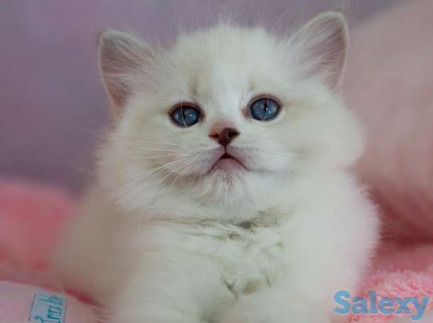 Великолепные котята породы Рэгдолл, фотография 5