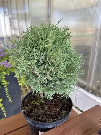 Туя Тини Тим,Мириам,Даника, фотография 1