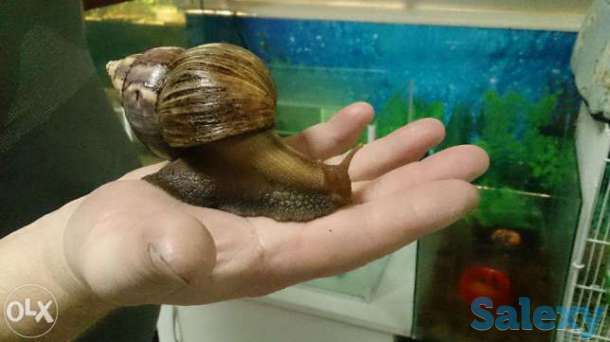 Улитки Ахатины, фотография 1