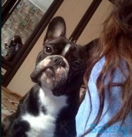 Французский бульдог, 1 годик, фотография 1
