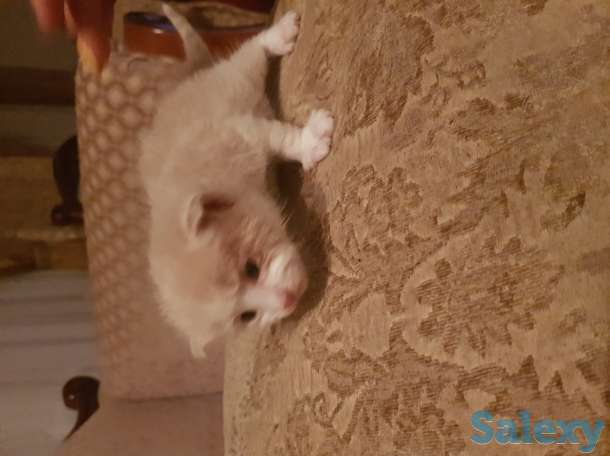 Отдам котят, фотография 2