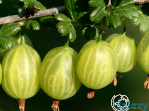 Крыжовник Родник, фотография 1