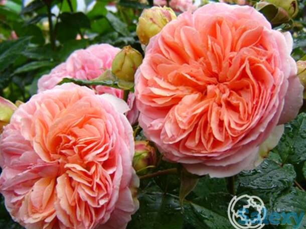 Роза Коин чайно-гибридная, фотография 1