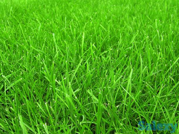 рулонный газон для парка, фотография 1