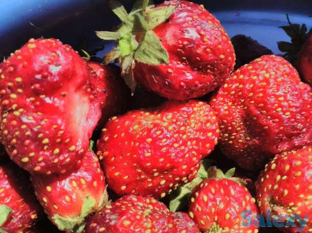 Продам таёжную землянику крупноплодная!привезена, фотография 1
