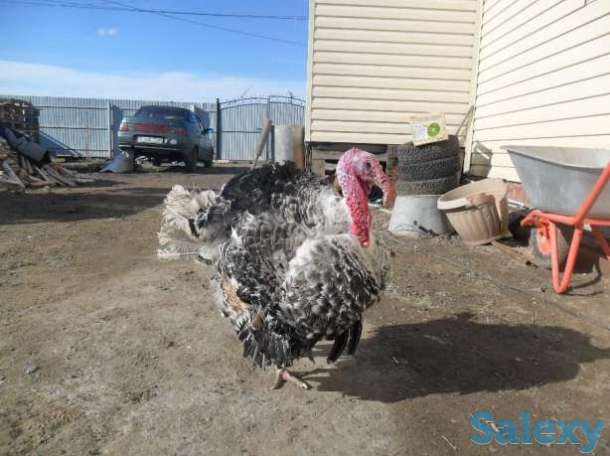 Продам Индюка, фотография 1