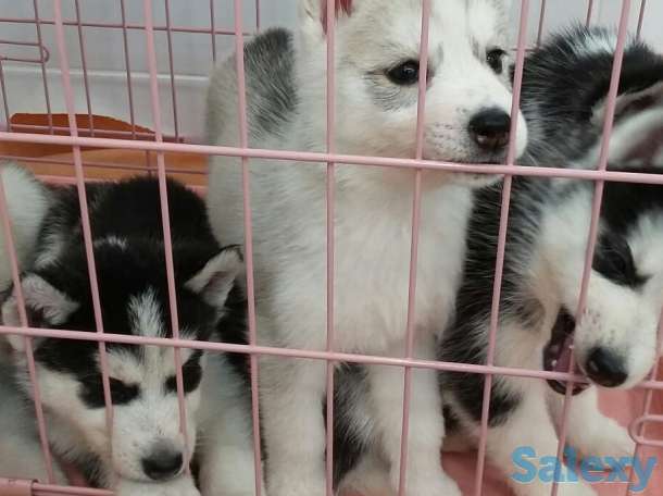 Продаются щенки, фотография 1