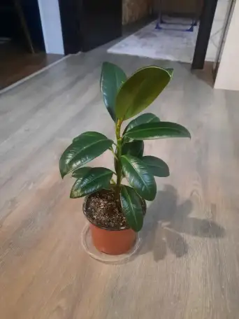 Комнатные декоративно-лиственные и цветущие растения, фотография 3