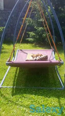 Продаются щенята Джек рассел терьер, фотография 1