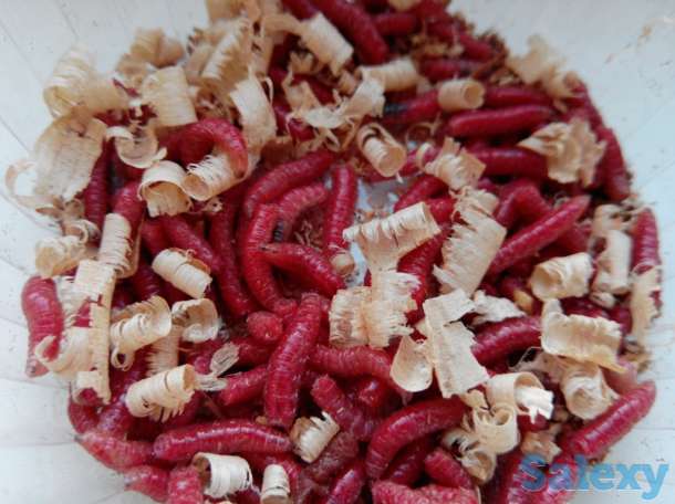 Опарыш (живая наживка для рыбалки), фотография 4