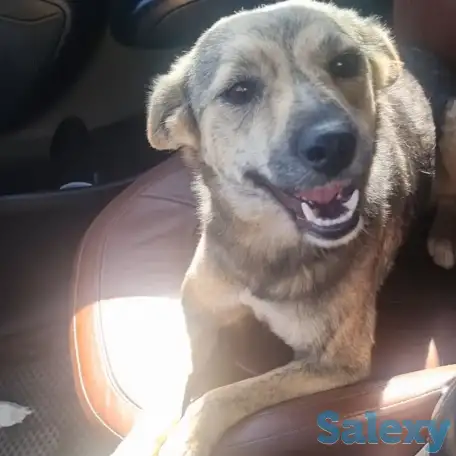 Чита ищет дом. Доставлю!, фотография 1