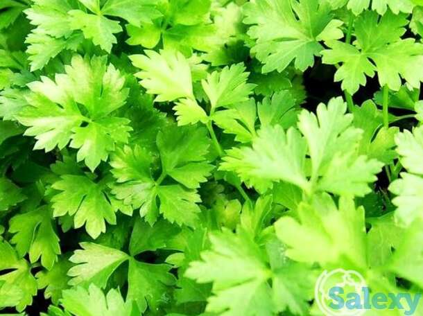 Семена Кориандр Кинза 20г, фотография 1