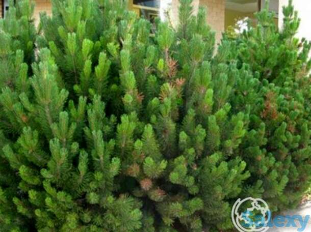 Сосна горная мугус, фотография 1