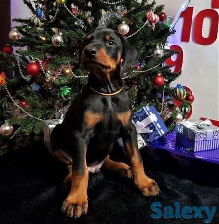 Отличные щенки добермана, фотография 1