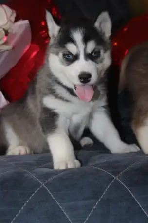 Щенки Сибирской Хаски, фотография 2