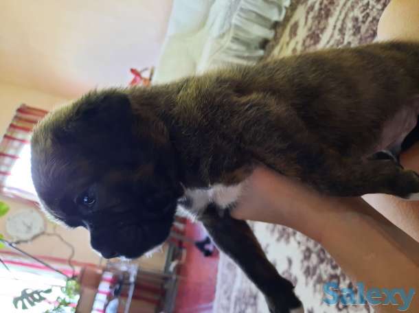 Продаются чистокровные щенки немецкого боксера, фотография 6