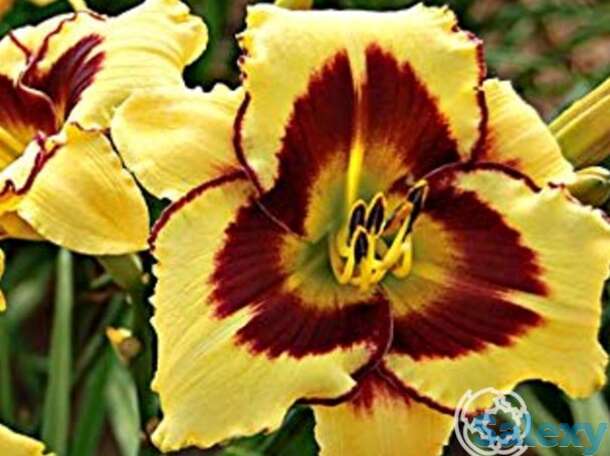 Лилейник Эль Десперадо, фотография 1