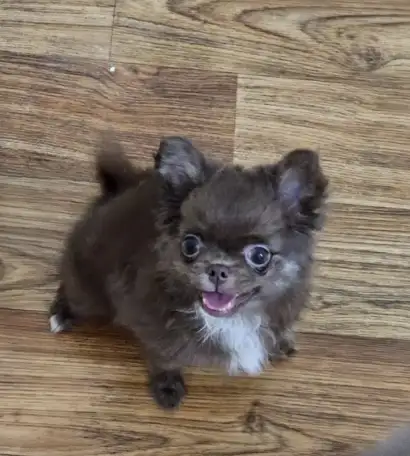 Щенок чихуахуа Длиношерстная, фотография 2