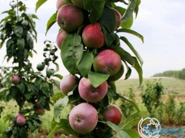 Яблоня колоновидная кумир, фотография 1