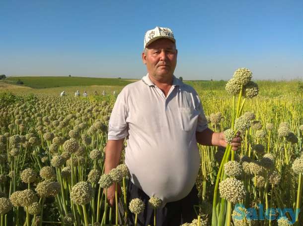 Семена лука, фотография 1