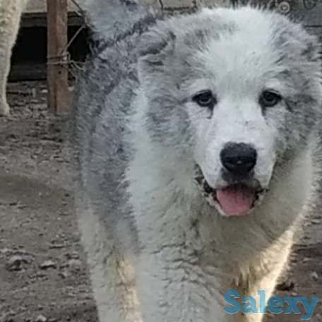 Щенки САО, фотография 3