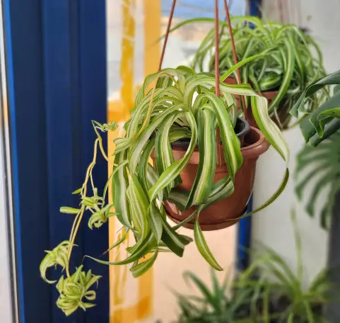 Хлорофитум, фотография 3