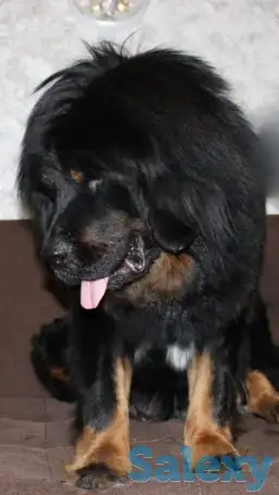 Продам щенков тибетский мастиф, фотография 9