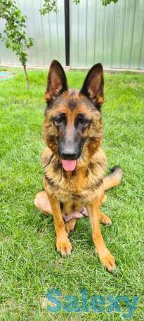 Щенки немецкой овчарки, фотография 5