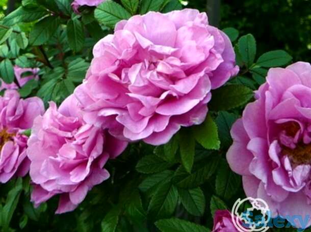 Роза васагейминг канадская парковая к/с, фотография 1