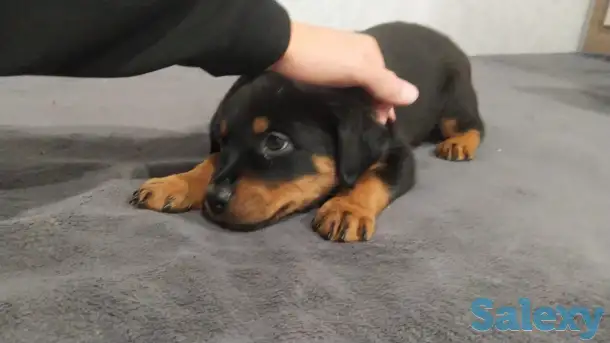 Продам двух щенат ротвейлеров, фотография 1