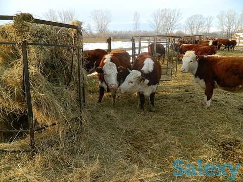 Легальная работа в Европе, фотография 5