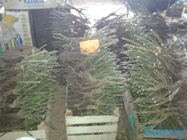 Саженец розы чайно - гибридные среднерослые Сербия, фотография 7