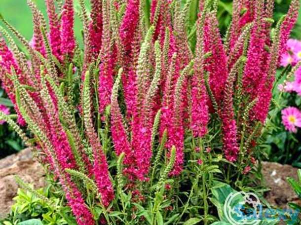 Вероника колосистая Ротфукс, фотография 1