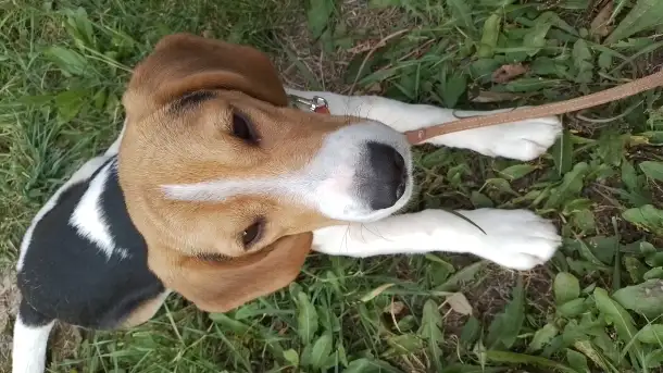 Бигль девочка 7,5 месяцев, фотография 6