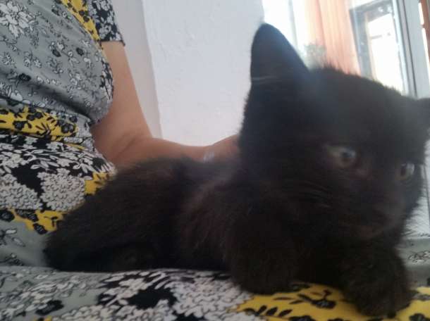 Отдам котенка в надежные руки, фотография 7