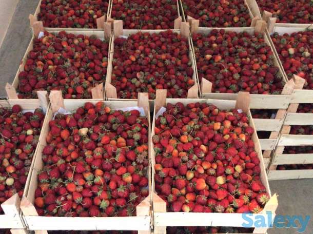 Свежая клубника оптом, фотография 7