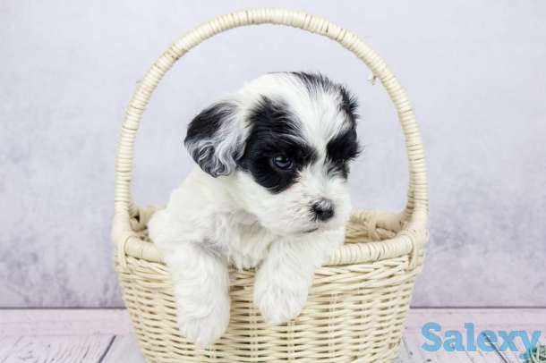 Бишон гаванский (Хаванез), фотография 1