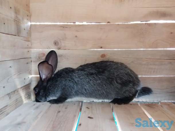 Продам  мясо кролика, фотография 4