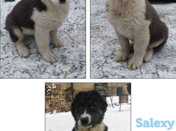 Продам щенков алабая, фотография 6