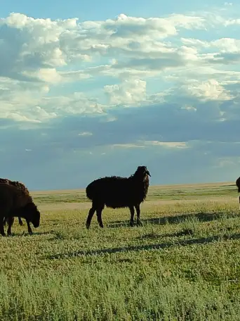 Мелкий скот, бараны, фотография 2