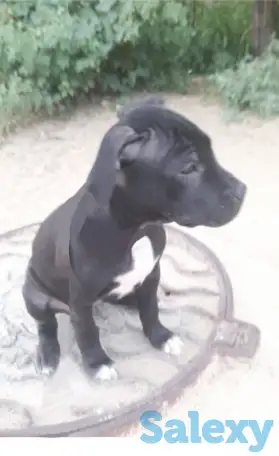 Пита, фотография 2